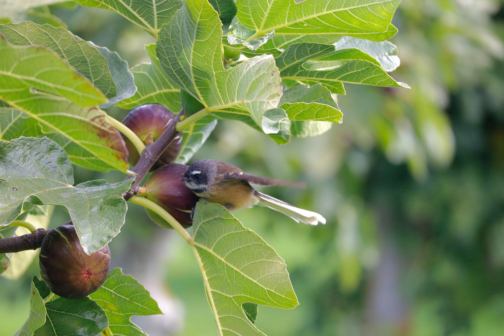 Are you ready? 2025 Fig Harvest is Coming Soon!